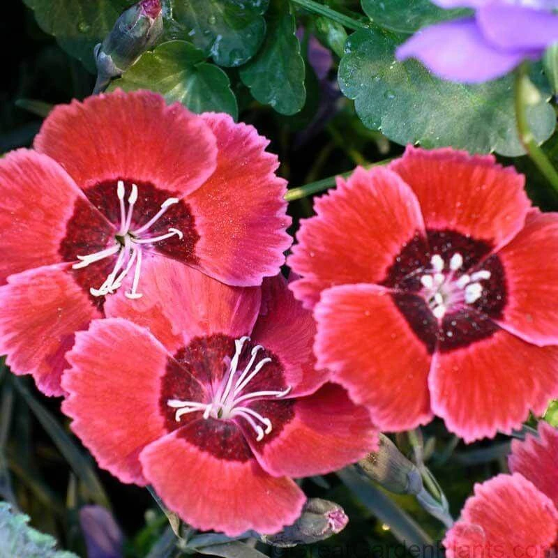 'Eastern Star' Dianthus 'Eastern Star' Dianthus -Great Garden Plants Shop DIAES1Q 2 sw