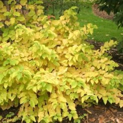 Arctic Sun® Dogwood -Great Garden Plants Shop DOGASSQ 8c5f8373 3020 41a5 986b 7ce7620eab6a sw