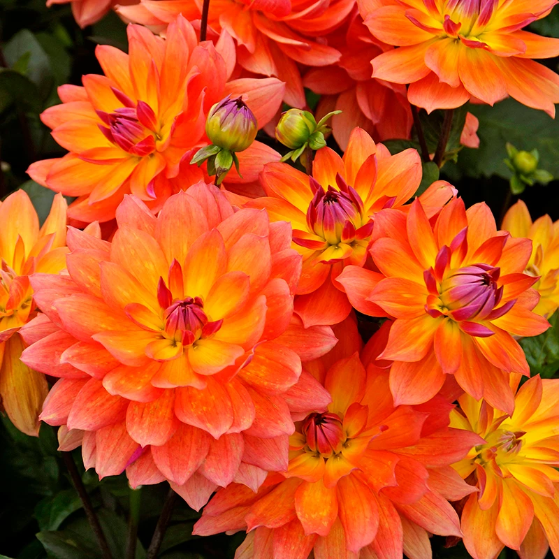 'Firepot' Dahlia 'Firepot' Dahlia -Great Garden Plants Shop DahliaFirepot 150908gbo049