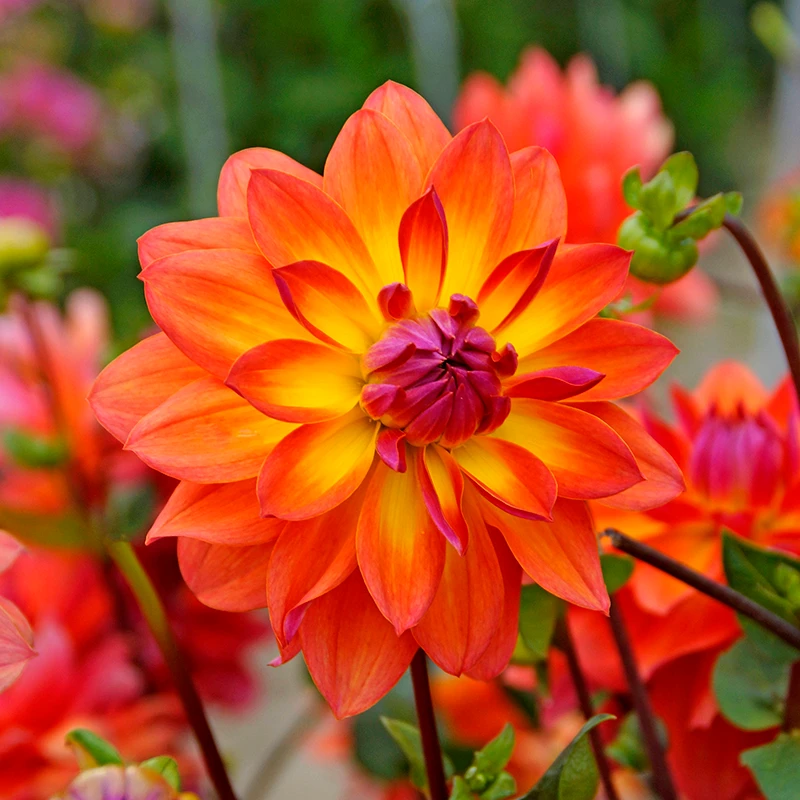 'Firepot' Dahlia 'Firepot' Dahlia -Great Garden Plants Shop DahliaFirepot 150908gbo052