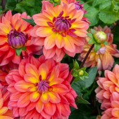 'Firepot' Dahlia 6 'Firepot' Dahlia -Great Garden Plants Shop DahliaFirepot 242307