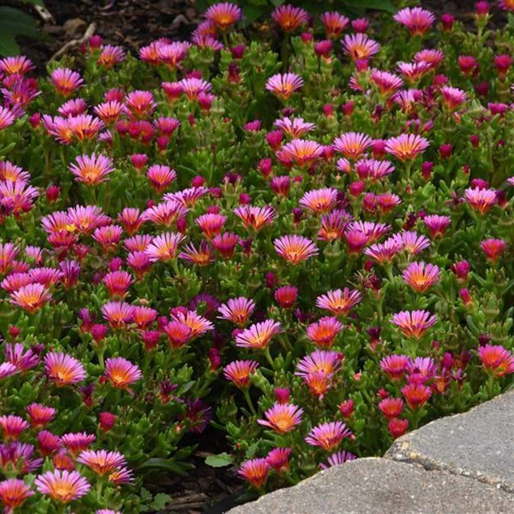 Ocean Sunset™ Orange Glow Ice Plant Ocean Sunset™ Orange Glow Ice Plant -Great Garden Plants Shop DelospermaOceanSunsetOrangeGlow