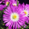 Wheels Of Wonder® Purple Wonder Ice Plant