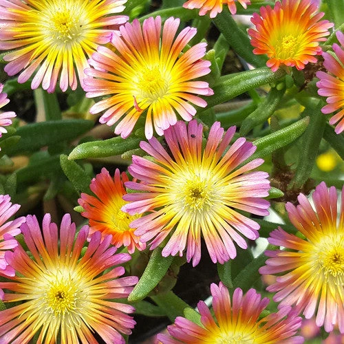 Wheels of Wonder® Salmony Pink Ice Plant Wheels Of Wonder® Salmony Pink Ice Plant -Great Garden Plants Shop DelospermaWheelsofWonderSalmonyPinkPP3195872