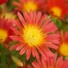 Wheels Of Wonder® Fire Wonder Ice Plant