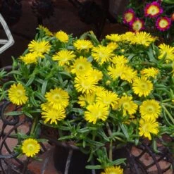 Wheels Of Wonder® Golden Wonder Ice Plant -Great Garden Plants Shop DelospermaWheelsofWonder GoldenWonder Contai