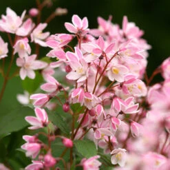 Yuki Cherry Blossom® Deutzia