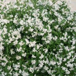 Yuki Snowflake® Deutzia -Great Garden Plants Shop Deutzia Yuki Snowflake 4 P