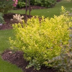 Chardonnay Pearls® Deutzia -Great Garden Plants Shop Deutzia Chardonnay Pearls 3 P sw