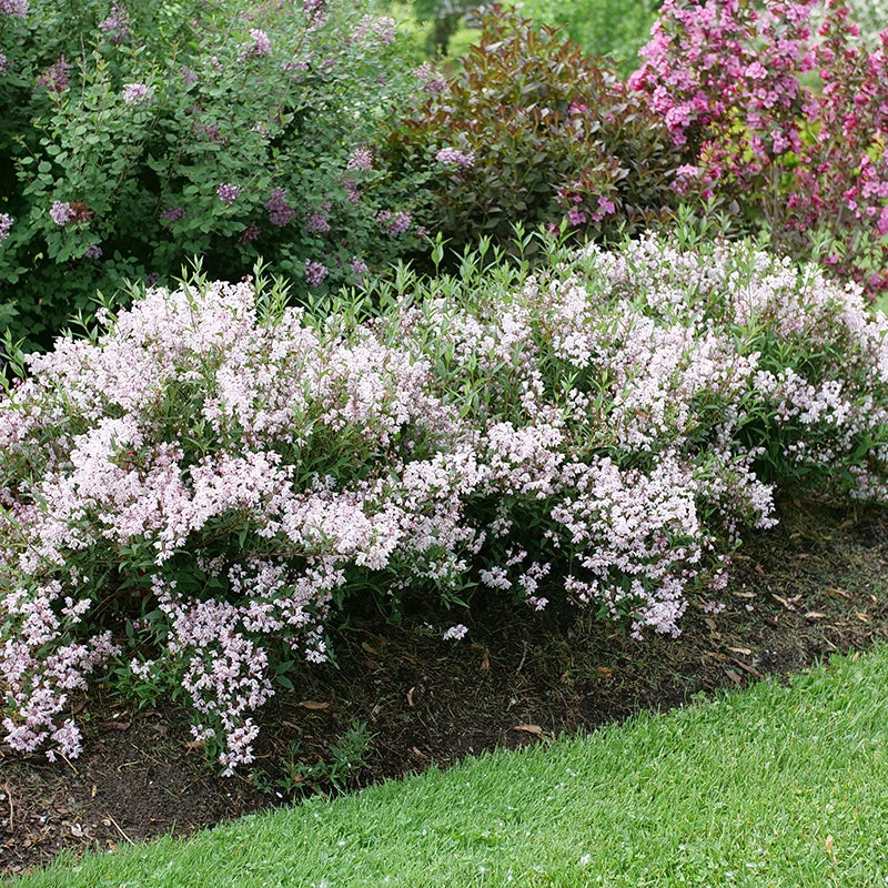 Yuki Kabuki™ Deutzia Yuki Kabuki™ Deutzia -Great Garden Plants Shop Deutzia Yuki Kabuki P1214312