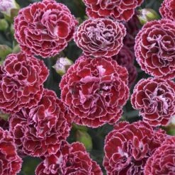 Fruit Punch® 'Cherry Vanilla' Dianthus