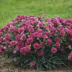 Fruit Punch® 'Cherry Vanilla' Dianthus -Great Garden Plants Shop Dianthus Cherry Vanilla 2 P sw
