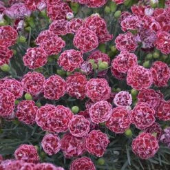 Fruit Punch® 'Cherry Vanilla' Dianthus -Great Garden Plants Shop Dianthus Cherry Vanilla 3 P sw