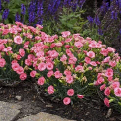 Fruit Punch® 'Classic Coral' Dianthus -Great Garden Plants Shop Dianthus ClassicCoral PP30048CPBRAF0000lowres