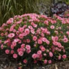 Fruit Punch® 'Classic Coral' Dianthus