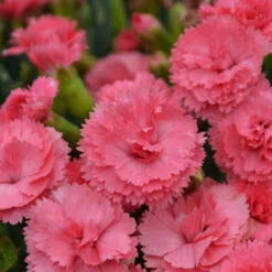 Fruit Punch® 'Classic Coral' Dianthus -Great Garden Plants Shop Dianthus ClassicCoral PP30048CPBRAF0003lowres