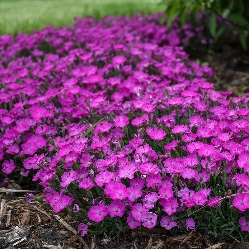 'Paint The Town Fuchsia' Dianthus 'Paint The Town Fuchsia' Dianthus -Great Garden Plants Shop Dianthus Paint the Town Fuchsia 2 P