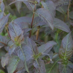 Kodiak® Black Diervilla -Great Garden Plants Shop Diervilla Kodiak Black 3