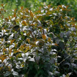 Kodiak® Black Diervilla -Great Garden Plants Shop Diervilla Kodiak Black 4