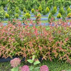 Kodiak® Red 2.0 Diervilla -Great Garden Plants Shop Diervilla Kodiak Red 2 IMG 7178