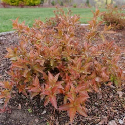 Kodiak® Red 2.0 Diervilla -Great Garden Plants Shop Diervilla Kodiak Red 2 P1202456