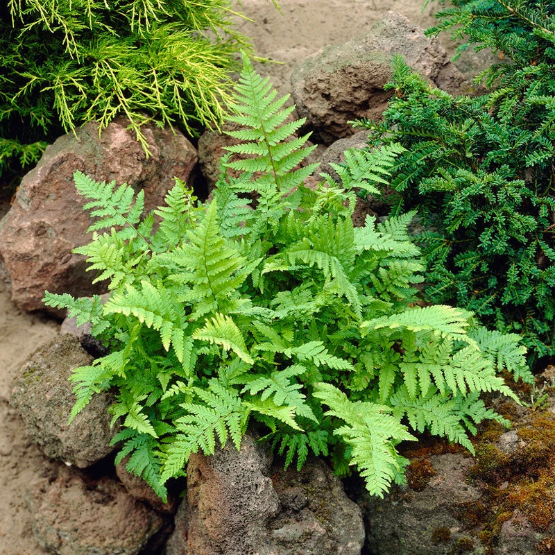 Marginal Wood Fern Marginal Wood Fern -Great Garden Plants Shop Dryopteris marginalis