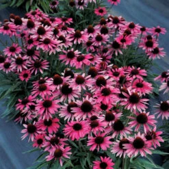 Dark Shadows™ 'Wicked' Coneflower -Great Garden Plants Shop Echinacea Dark Shadows Wicked 4
