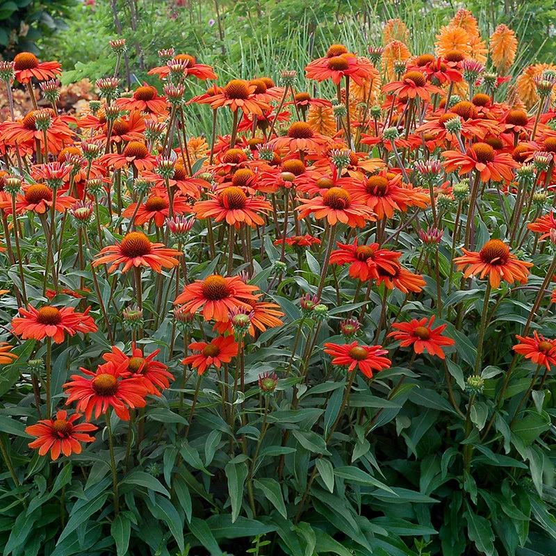 Kismet® Intense Orange Coneflower Kismet® Intense Orange Coneflower -Great Garden Plants Shop Echinacea Kismet Intense Orange 5 P