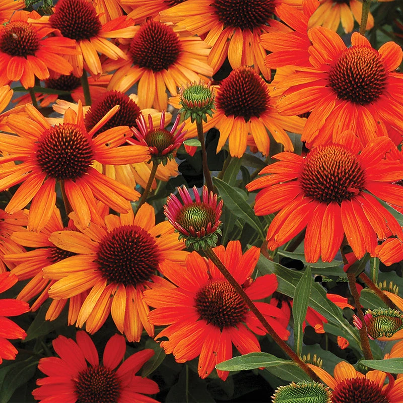Kismet® Intense Orange Coneflower Kismet® Intense Orange Coneflower -Great Garden Plants Shop Echinacea Kismet Intense Orange 7 P