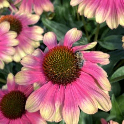 Kismet® 'Pink Lemonade' Coneflower -Great Garden Plants Shop Echinacea Kismet Pink Lemonade 3