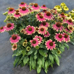 Kismet® 'Pink Lemonade' Coneflower -Great Garden Plants Shop Echinacea Kismet Pink Lemonade 4