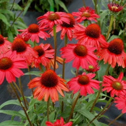Kismet® Red Coneflower -Great Garden Plants Shop Echinacea Kismet Red 1 P