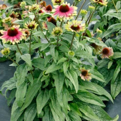 'Sweet Sandia' Coneflower -Great Garden Plants Shop Echinacea Sweet Sandia 4