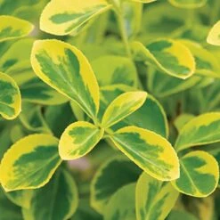 Gold Splash® Wintercreeper -Great Garden Plants Shop Euonymus Gold Splash 3 sw