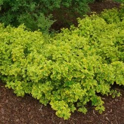 Gold Splash® Wintercreeper -Great Garden Plants Shop Euonymus Gold Splash 4 sw