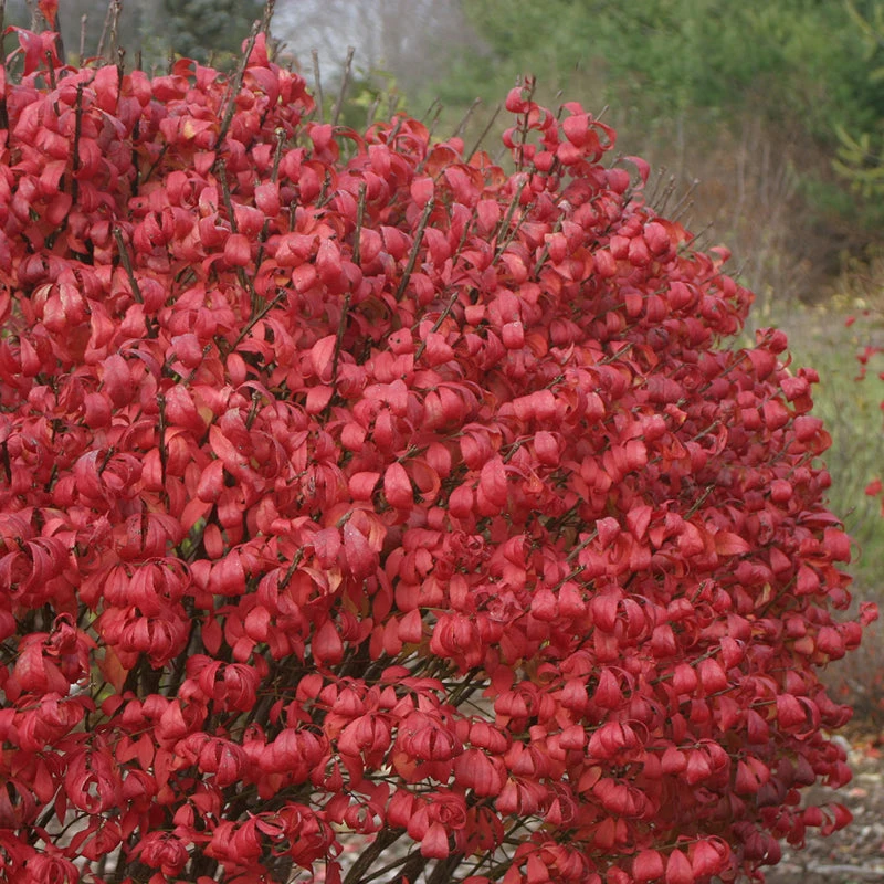 Unforgettable Fire® Burning Bush Unforgettable Fire® Burning Bush -Great Garden Plants Shop Euonymus Unforgettable Fire 2 P