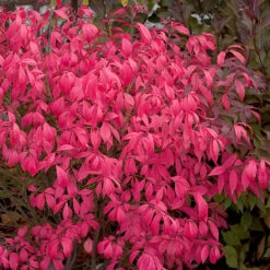 Unforgettable Fire® Burning Bush 3 Unforgettable Fire® Burning Bush -Great Garden Plants Shop Euonymus Unforgettable Fire 4 P