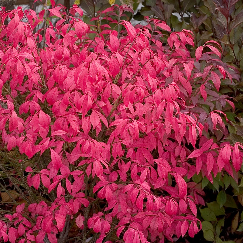 Unforgettable Fire® Burning Bush Unforgettable Fire® Burning Bush -Great Garden Plants Shop Euonymus Unforgettable Fire 4 P
