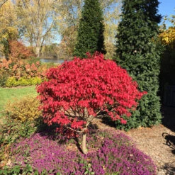 Unforgettable Fire® Burning Bush 4 Unforgettable Fire® Burning Bush -Great Garden Plants Shop Euonymus Unforgettable Fire 5 P
