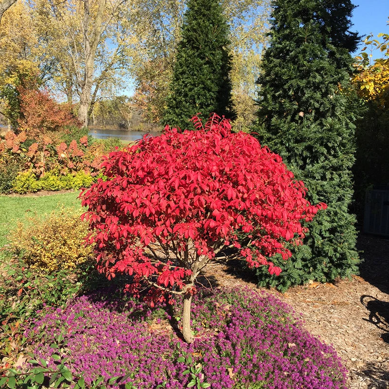 Unforgettable Fire® Burning Bush Unforgettable Fire® Burning Bush -Great Garden Plants Shop Euonymus Unforgettable Fire 5 P