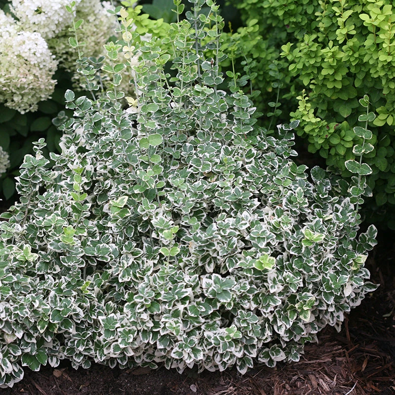 White Album® Wintercreeper White Album® Wintercreeper -Great Garden Plants Shop Euonymus White Album 1