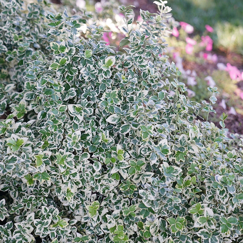 White Album® Wintercreeper White Album® Wintercreeper -Great Garden Plants Shop Euonymus White Album 2