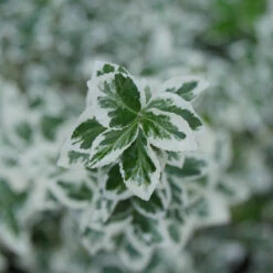 White Album® Wintercreeper 2 White Album® Wintercreeper -Great Garden Plants Shop Euonymus White Album 3