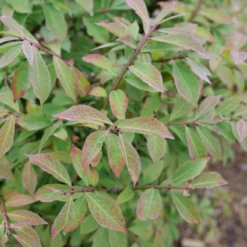 Fire Ball Seedless™ Burning Bush -Great Garden Plants Shop EuonymusFireBallSeedlessP1239165 800x800 063ee79