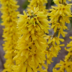 Show Off® Sugar Baby® Forsythia -Great Garden Plants Shop ForsythiaShowOffSugarBabyP1037783 800x800 2a1cecd