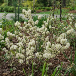 Legend Of The Fall® Bottlebrush
