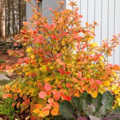 Legend Of The Fall® Bottlebrush -Great Garden Plants Shop Fothergilla Legend of the Fall 3 P