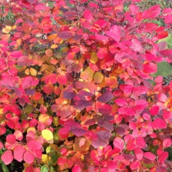 Legend Of The Fall® Bottlebrush -Great Garden Plants Shop Fothergilla Legend of the Fall 5 P
