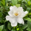 Pillow Talk® Gardenia