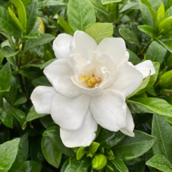 Pillow Talk® Gardenia